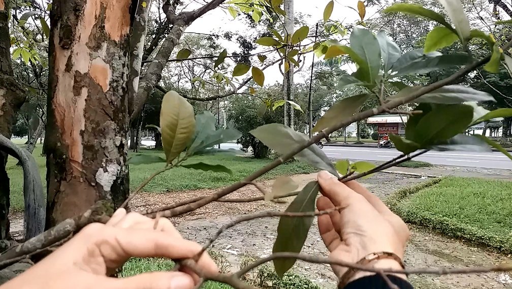 nguoi-hue-tray-la-cho-mai-ra-hoa-don-tet