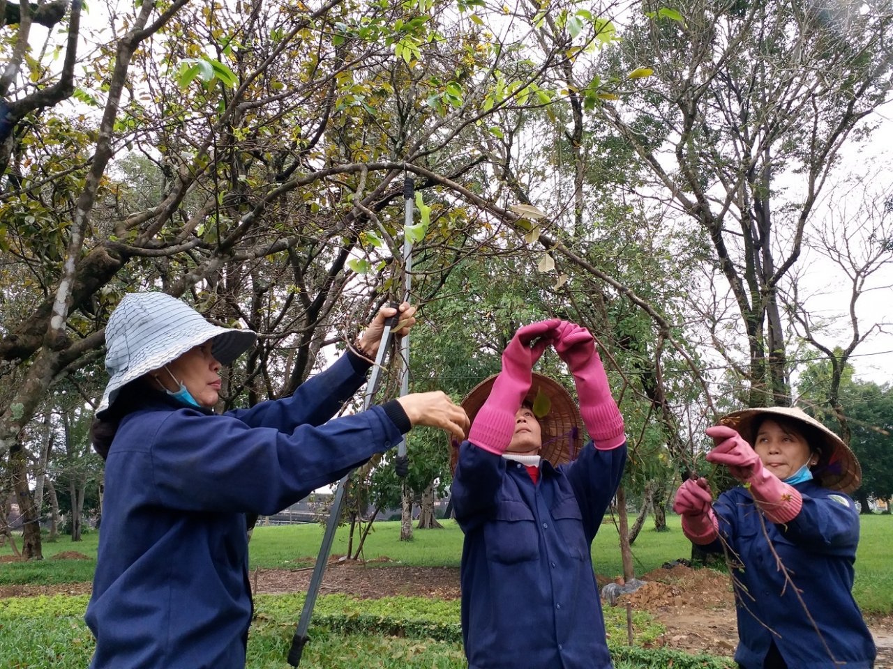nguoi-hue-tray-la-cho-mai-ra-hoa-don-tet