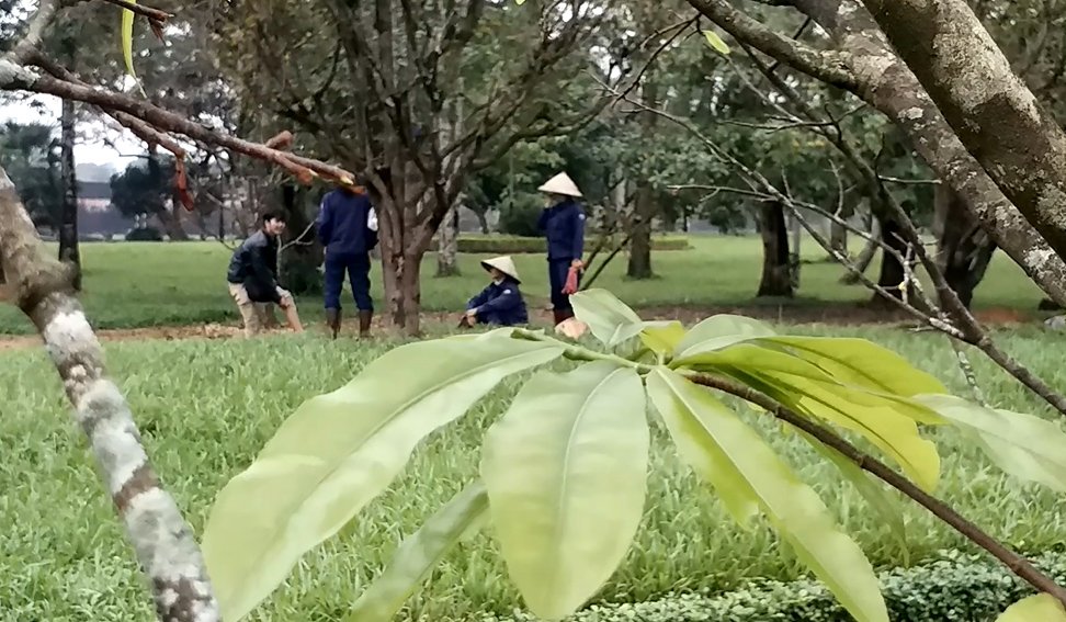 nguoi-hue-tray-la-cho-mai-ra-hoa-don-tet