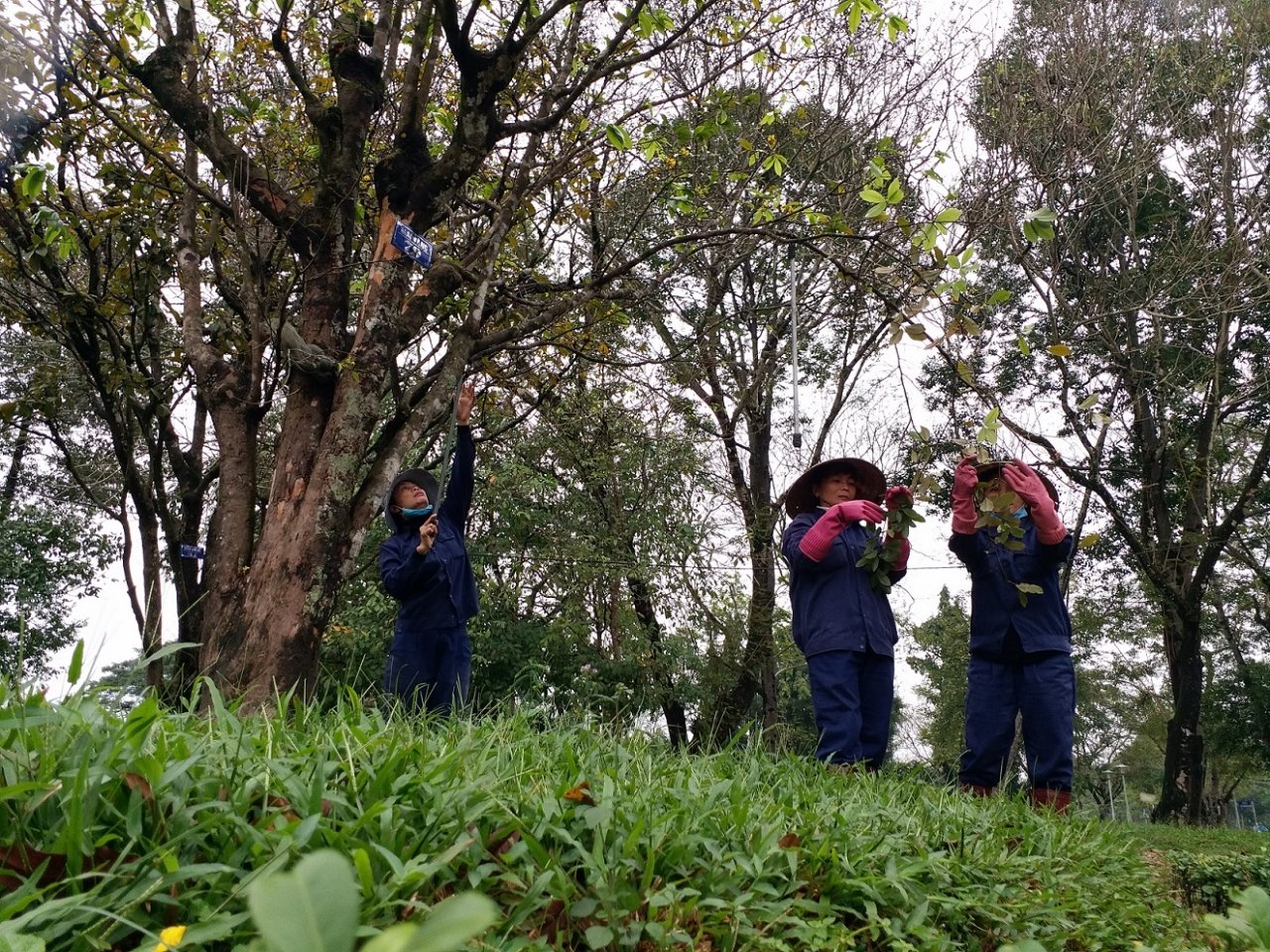nguoi-hue-tray-la-cho-mai-ra-hoa-don-tet