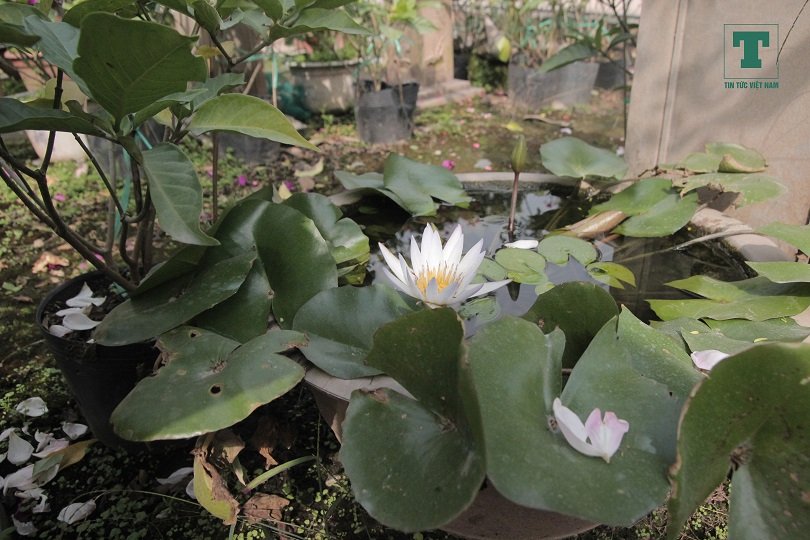 hong-ngoai-chiem-linh-thi-truong-hoa-tuoi