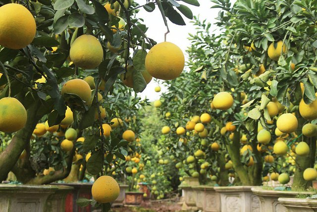 Cây bưởi cổ hiếm có: Cao hơn 1 mét, sai trĩu 300 quả vàng rực - Ảnh 2.