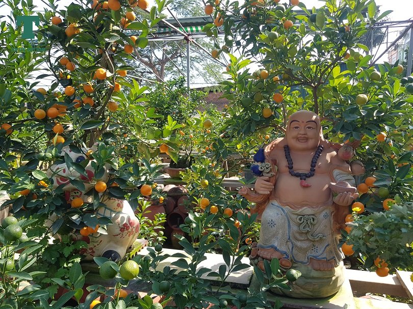 chiem-nguong-heo-vang-cong-quat-bonsai
