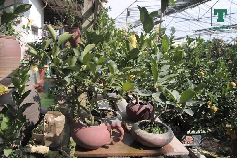 chiem-nguong-heo-vang-cong-quat-bonsai