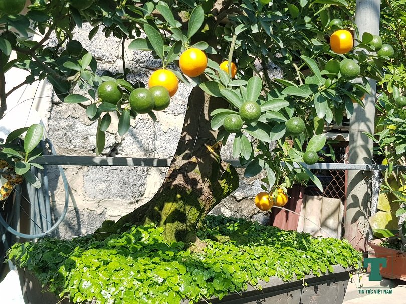 chiem-nguong-heo-vang-cong-quat-bonsai