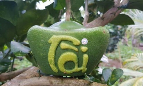 dua-thoi-vang-buoi-ho-lo-choi-tet-gia-tien-trieu-van-dat-khach