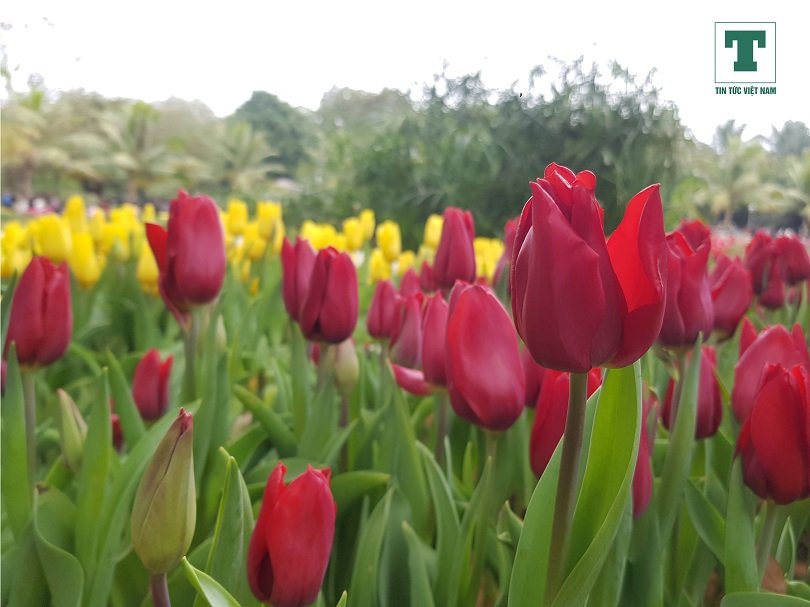 ngam-vuon-hoa-tulip-180000-cay-ruc-ro-gan-ha-noi