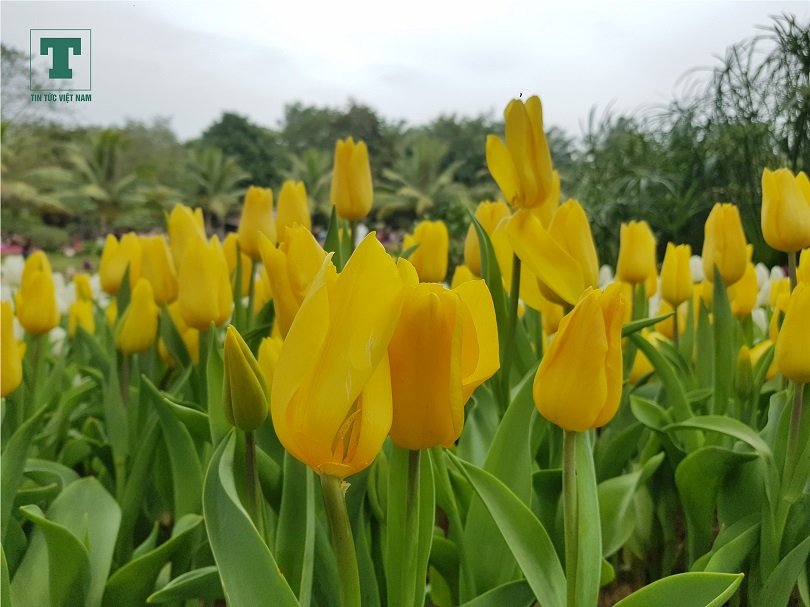 ngam-vuon-hoa-tulip-180000-cay-ruc-ro-gan-ha-noi