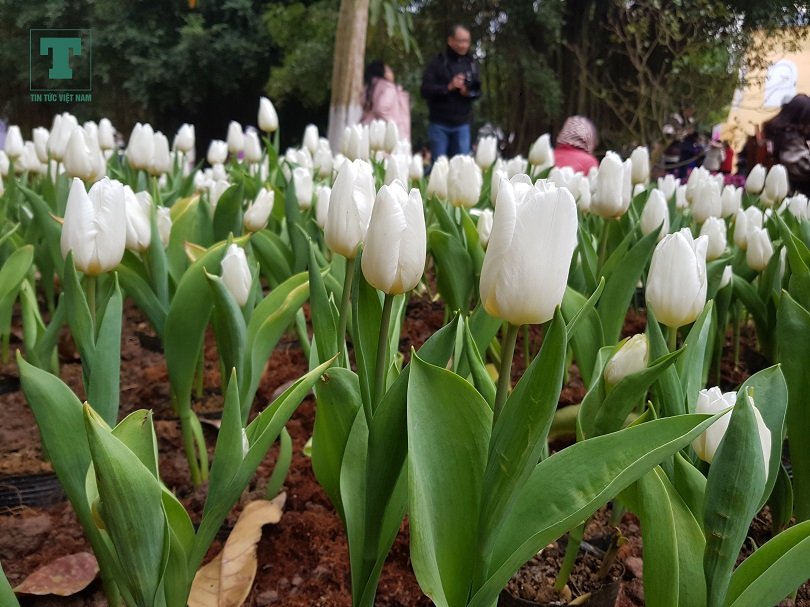 ngam-vuon-hoa-tulip-180000-cay-ruc-ro-gan-ha-noi