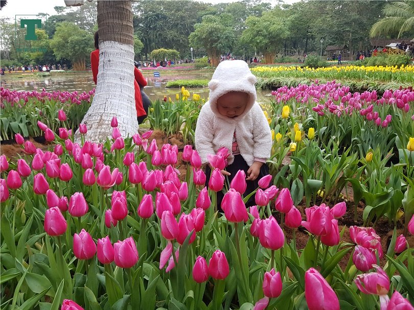 ngam-vuon-hoa-tulip-180000-cay-ruc-ro-gan-ha-noi