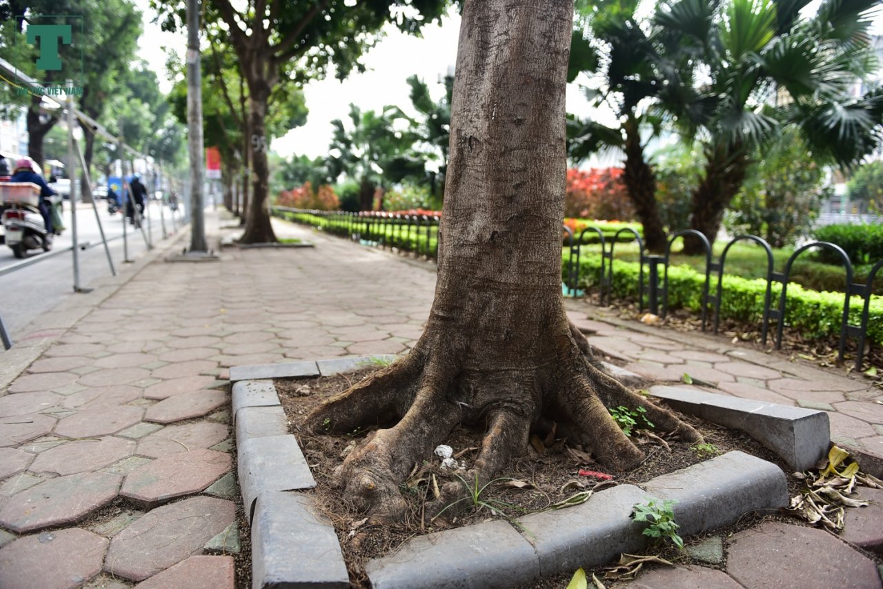 ha-noi-ngam-hang-cay-xanh-muot-tren-duong-lang-truoc-ngay-di-chuyen