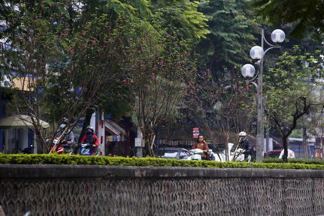Con đường hoa đào nở đỏ rực ở Hà Nội báo hiệu Tết đã cận kề - Ảnh 10.