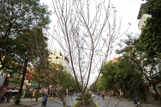 Con đường hoa đào nở đỏ rực ở Hà Nội báo hiệu Tết đã cận kề - Ảnh 11.