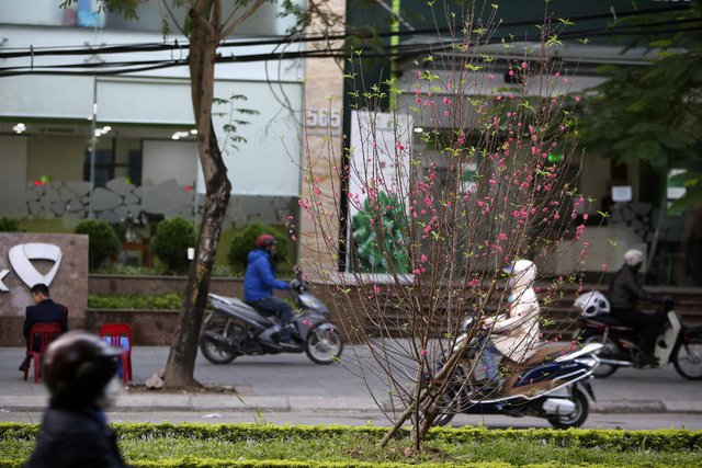 Con đường hoa đào nở đỏ rực ở Hà Nội báo hiệu Tết đã cận kề - Ảnh 14.