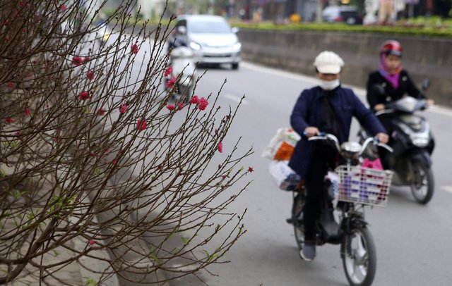 Con đường hoa đào nở đỏ rực ở Hà Nội báo hiệu Tết đã cận kề - Ảnh 15.