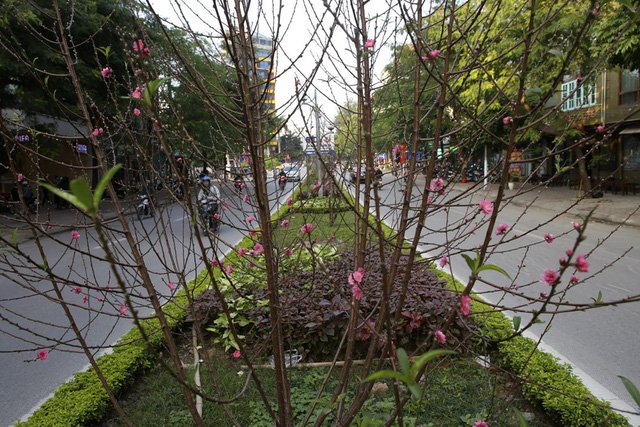 Con đường hoa đào nở đỏ rực ở Hà Nội báo hiệu Tết đã cận kề - Ảnh 2.