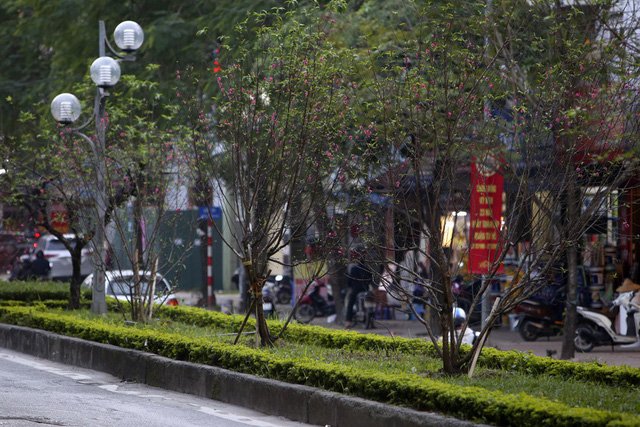 Con đường hoa đào nở đỏ rực ở Hà Nội báo hiệu Tết đã cận kề - Ảnh 4.