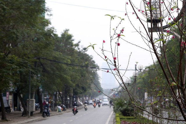 Con đường hoa đào nở đỏ rực ở Hà Nội báo hiệu Tết đã cận kề - Ảnh 5.