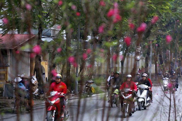 Con đường hoa đào nở đỏ rực ở Hà Nội báo hiệu Tết đã cận kề - Ảnh 6.