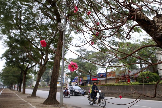 Con đường hoa đào nở đỏ rực ở Hà Nội báo hiệu Tết đã cận kề - Ảnh 8.