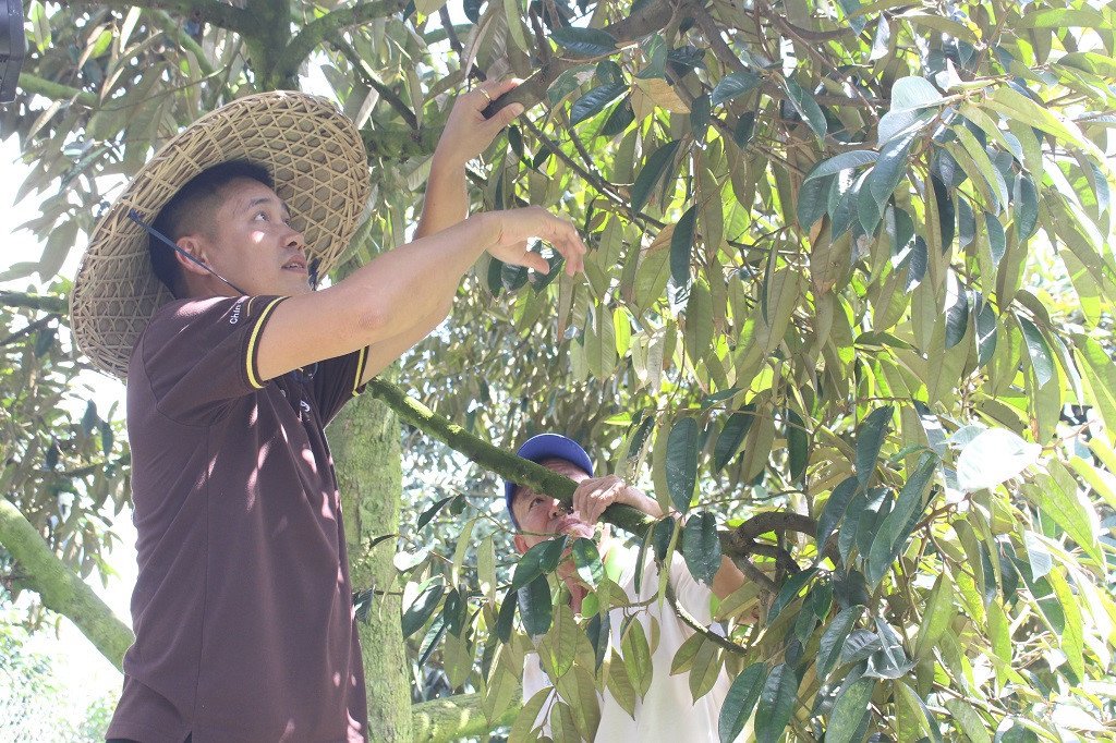 Sầu riêng 200 ngàn/kg, ăn tại chỗ cấm mang về nhà