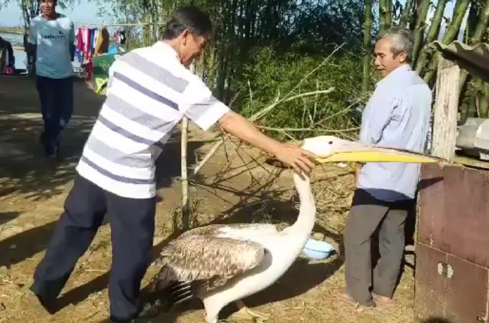 can-canh-con-chim-la-co-gan-thiet-bi-tren-lung-khien-nhieu-nguoi-to-mo-keo-den-xem