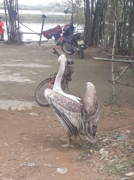 can-canh-con-chim-la-co-gan-thiet-bi-tren-lung-khien-nhieu-nguoi-to-mo-keo-den-xem