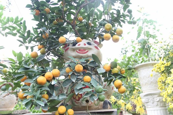doc-dao-voi-quat-bonsai-tren-lung-heo-dat-don-tet-ky-hoi-2019