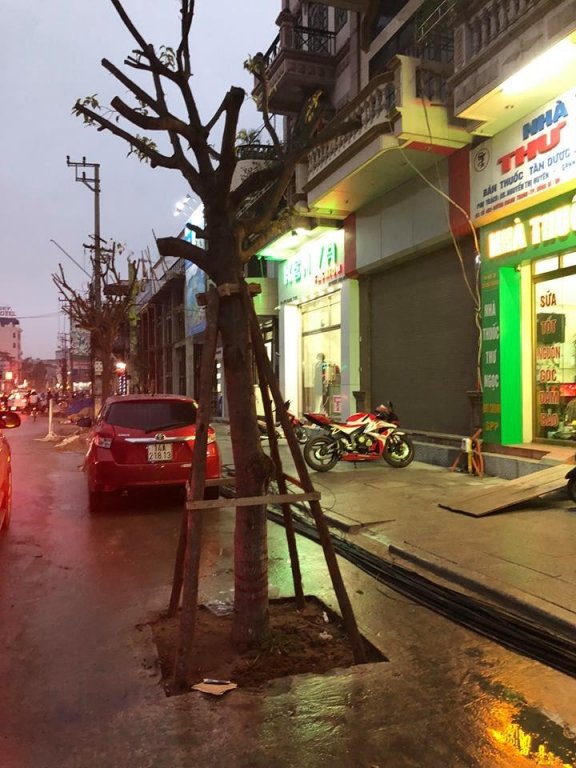 la-lung-hang-tram-cay-xanh-moc-duoi-long-duong
