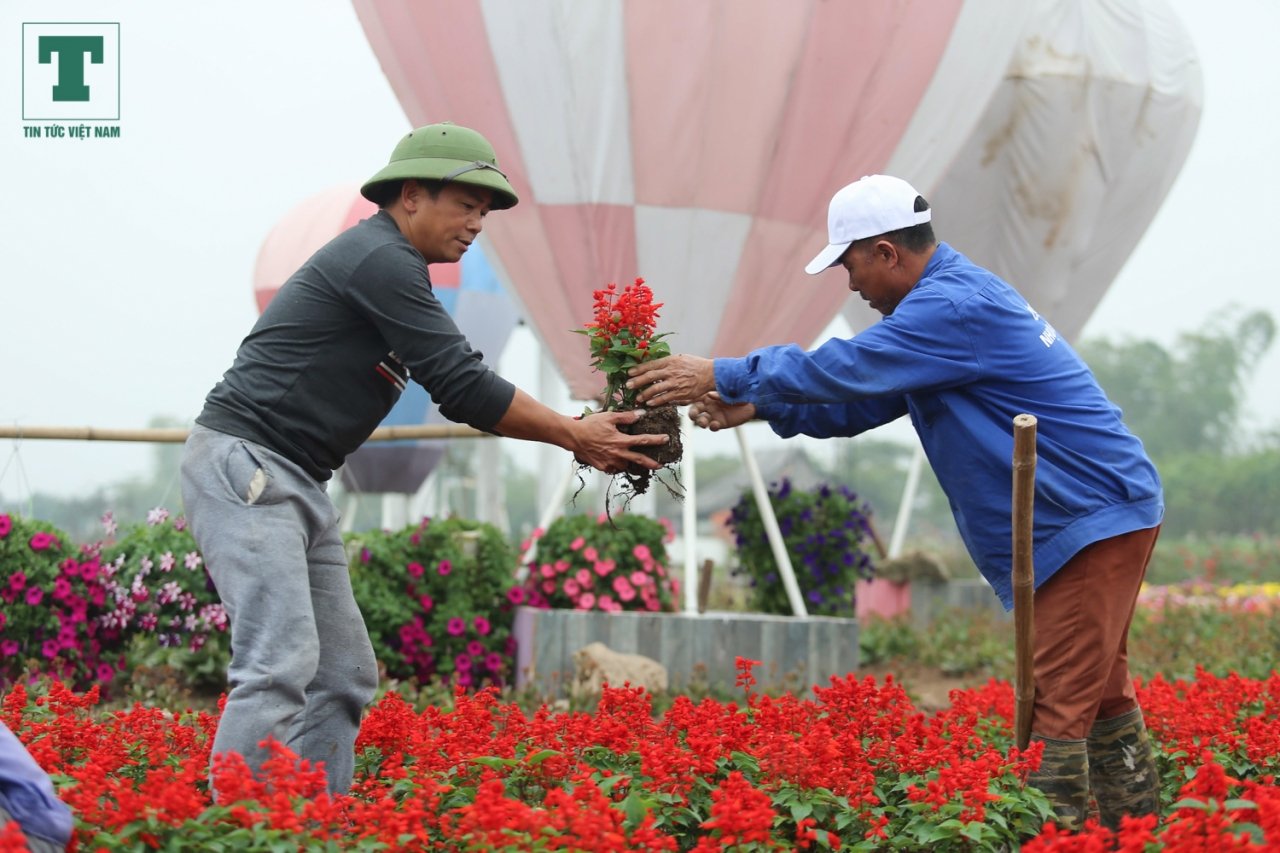 nong-dan-ghep-hang-van-cay-hoa-thanh-chiec-cup-vo-dich-co-vu-doi-tuyen-bong-da-viet-nam