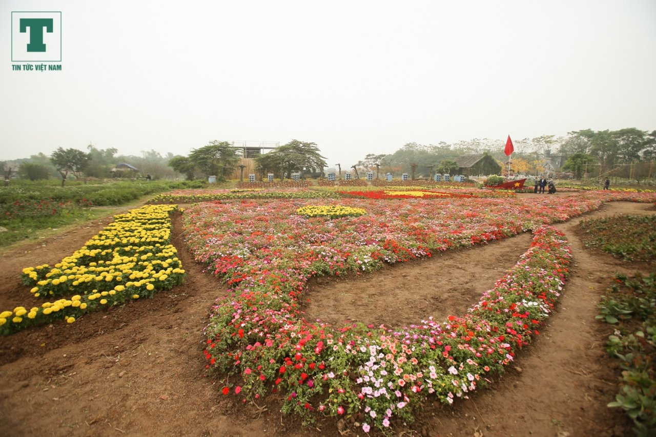 nong-dan-ghep-hang-van-cay-hoa-thanh-chiec-cup-vo-dich-co-vu-doi-tuyen-bong-da-viet-nam