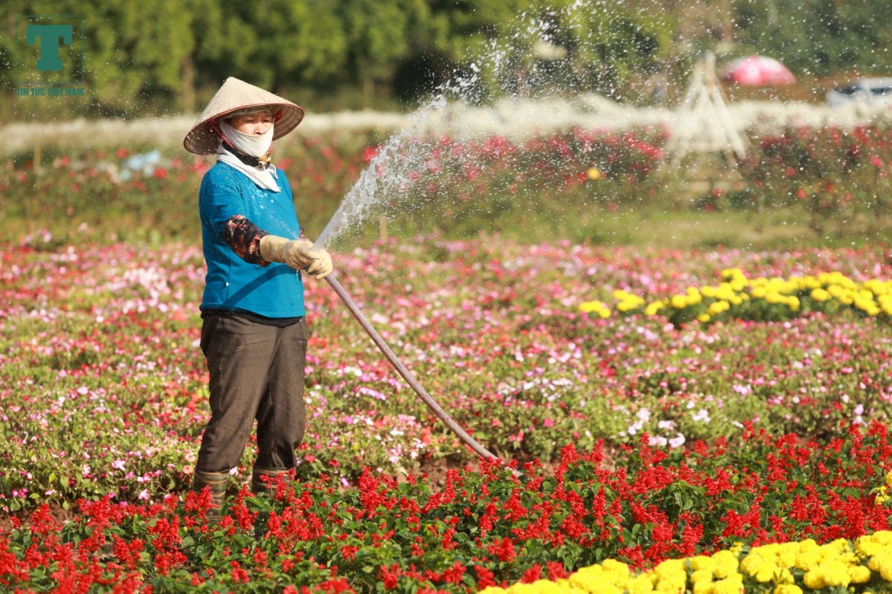 nong-dan-ghep-hang-van-cay-hoa-thanh-chiec-cup-vo-dich-co-vu-doi-tuyen-bong-da-viet-nam
