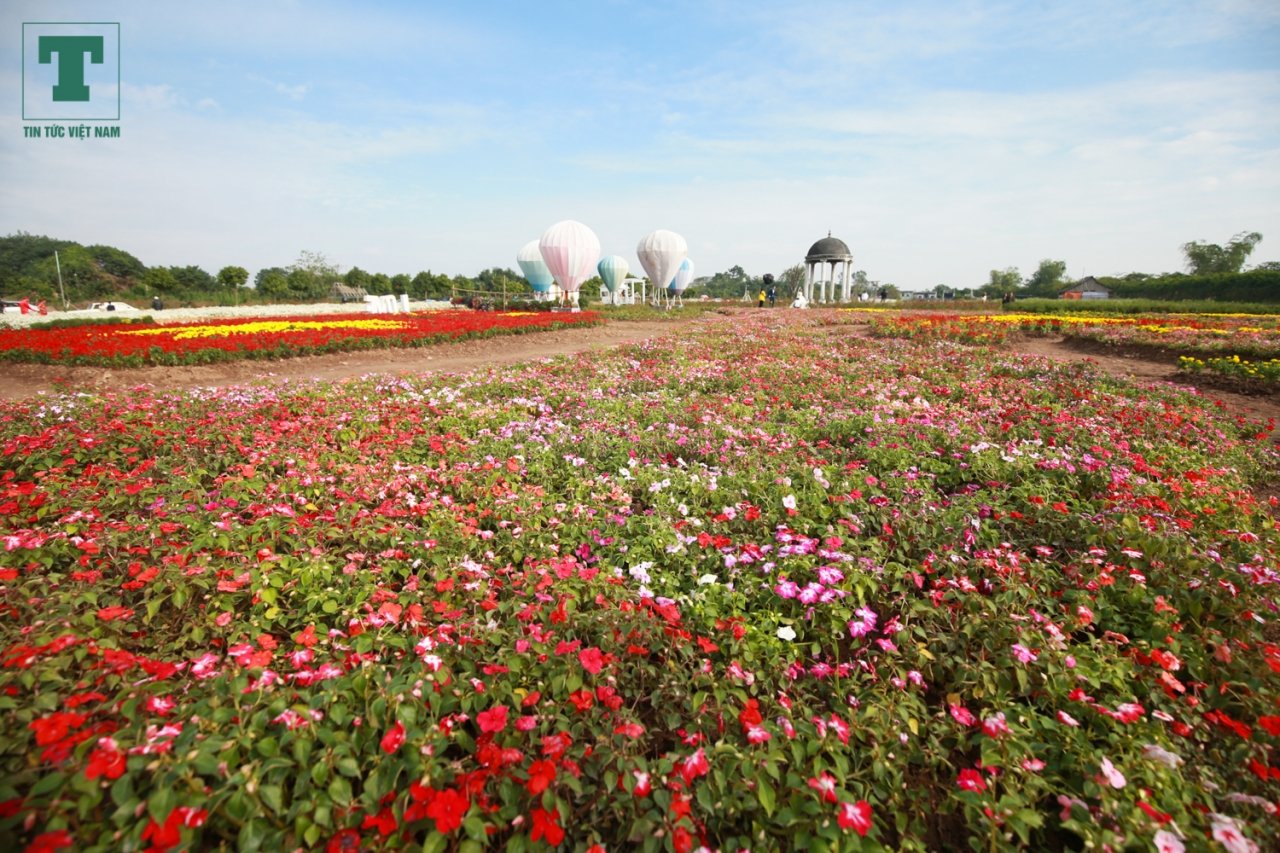 nong-dan-ghep-hang-van-cay-hoa-thanh-chiec-cup-vo-dich-co-vu-doi-tuyen-bong-da-viet-nam