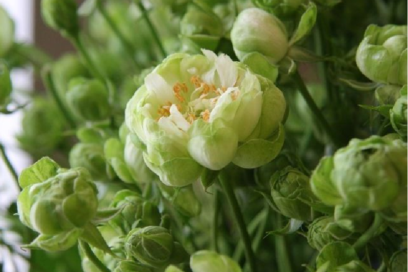 tet-ky-hoi-2019-buon-hoa-hong-xanh-kiem-20-trieu-dong-mot-thang