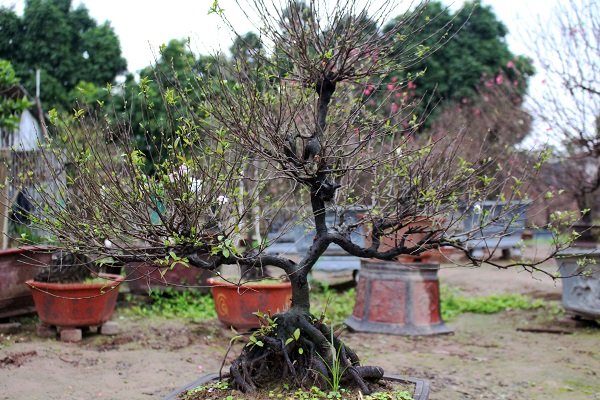 chiem-nguong-vuon-nhat-chi-mai-dep-hiem-co-kho-trong-o-giua-long-ha-noi