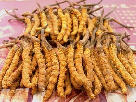 qua-bieu-tet-bo-duong-len-ngoi-dip-tet-nguyen-dan-2019