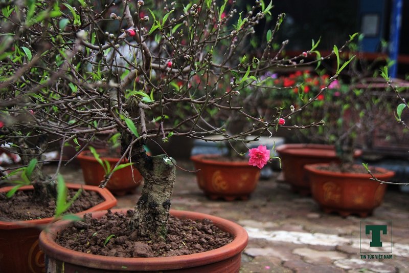 dao-bonsai-ra-pho-don-tet-ky-hoi-2019