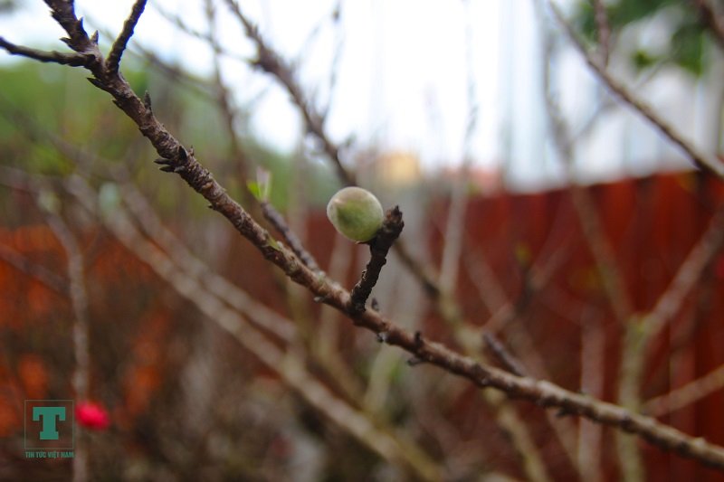 dao-bonsai-ra-pho-don-tet-ky-hoi-2019