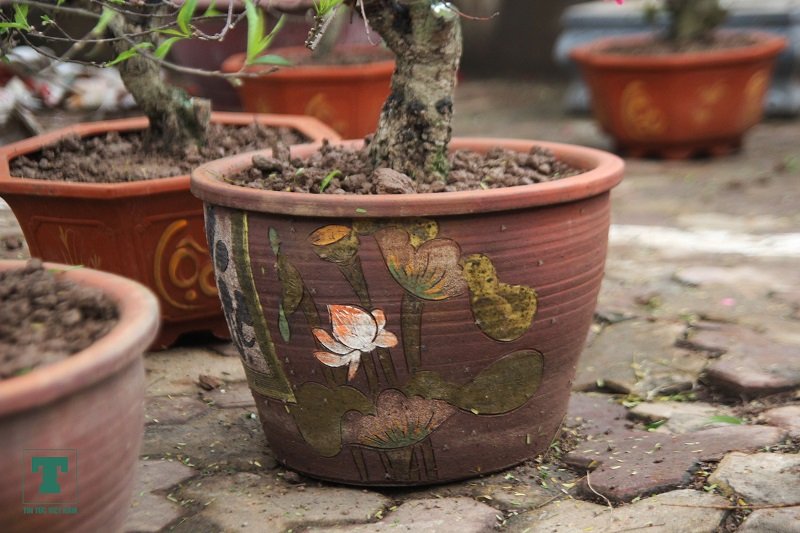 dao-bonsai-ra-pho-don-tet-ky-hoi-2019