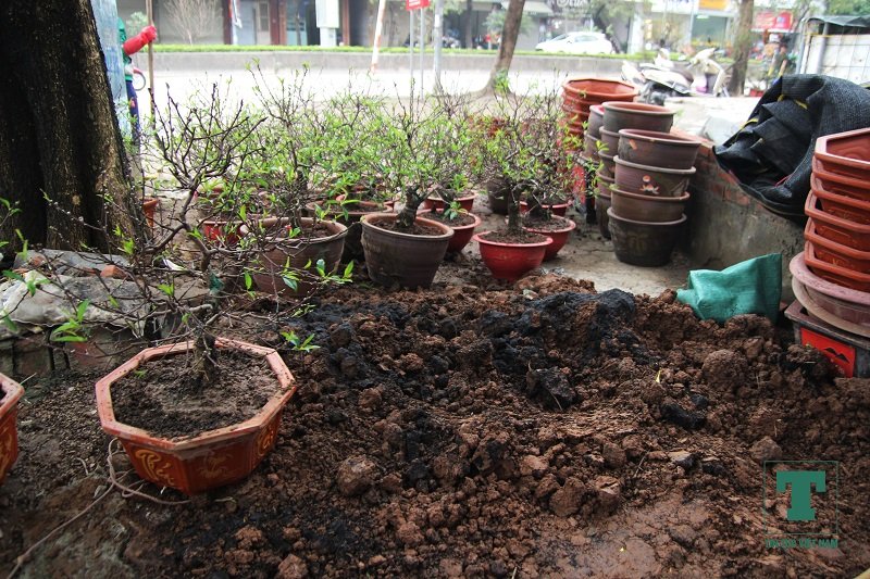 dao-bonsai-ra-pho-don-tet-ky-hoi-2019