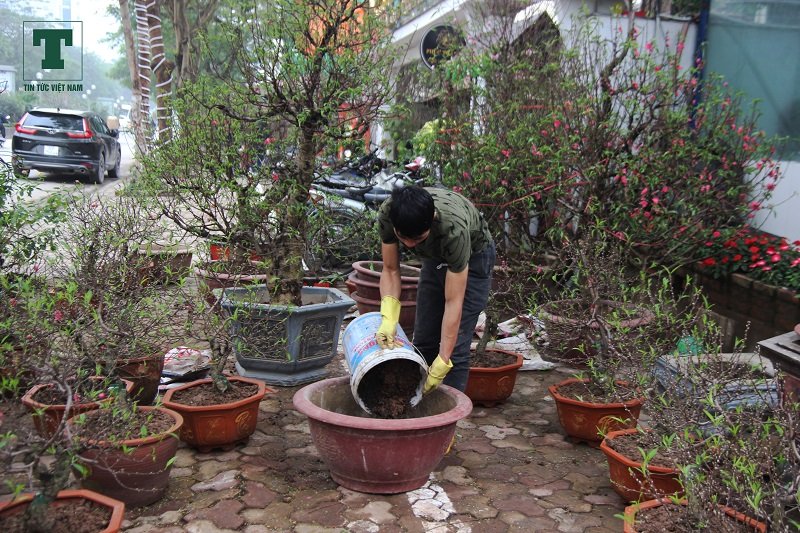 dao-bonsai-ra-pho-don-tet-ky-hoi-2019
