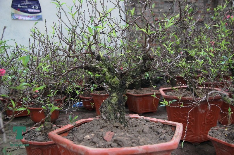 dao-bonsai-ra-pho-don-tet-ky-hoi-2019