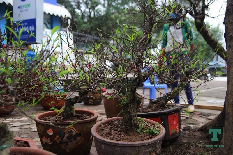 dao-bonsai-ra-pho-don-tet-ky-hoi-2019