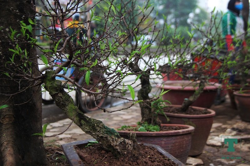 dao-bonsai-ra-pho-don-tet-ky-hoi-2019