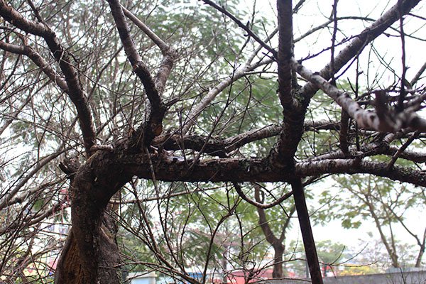 dao-rung-vuot-hang-tram-kilomet-xuong-thu-do-kiem-tien-trieu-moi-ngay