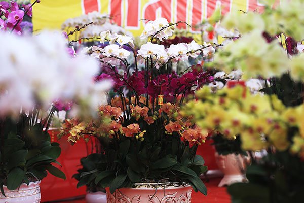 can-canh-vuon-phat-thu-tien-ty-o-ha-noi-phuc-vu-tet-ky-hoi-2019