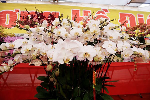 can-canh-vuon-phat-thu-tien-ty-o-ha-noi-phuc-vu-tet-ky-hoi-2019