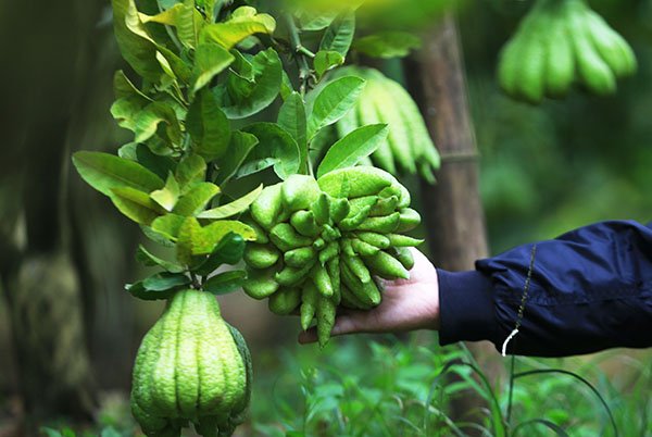 can-canh-vuon-phat-thu-tien-ty-o-ha-noi-phuc-vu-tet-ky-hoi-2019