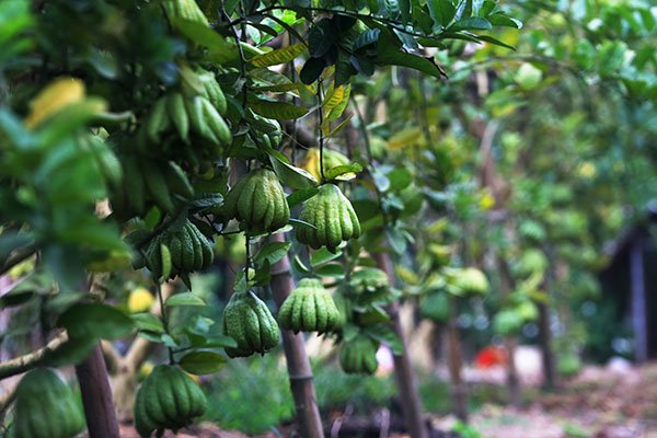 can-canh-vuon-phat-thu-tien-ty-o-ha-noi-phuc-vu-tet-ky-hoi-2019