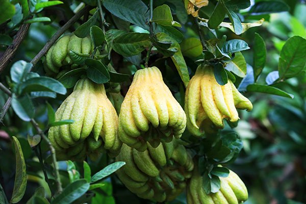 can-canh-vuon-phat-thu-tien-ty-o-ha-noi-phuc-vu-tet-ky-hoi-2019